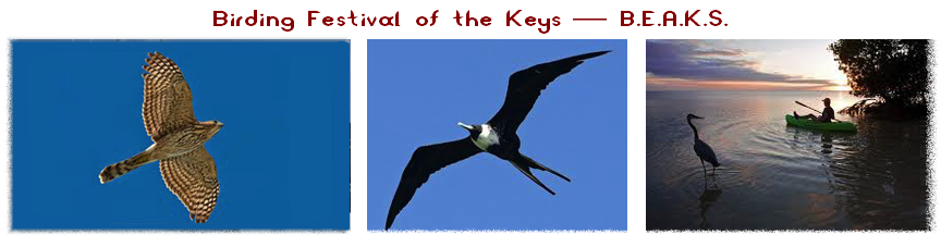 Birding Festival of the Keys